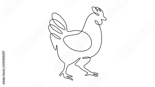 Chicken animation in minimalist continuous line drawing style for organic farming video projects. Minimalist self-drawing animation of a chicken icon in elegant single line art style.