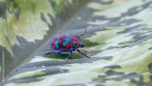 side on view of a beautiful male cotton harlequin bug resting on a leaf