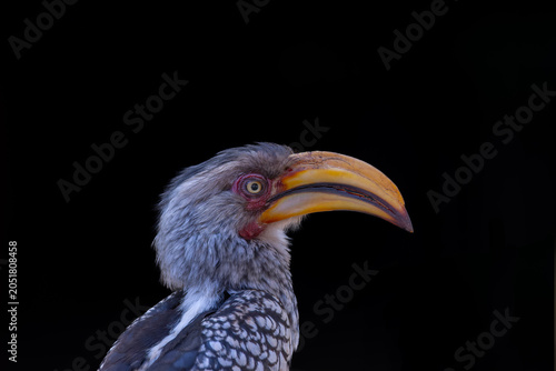 close shot of a yellow-billed hornbill at pilanesberg