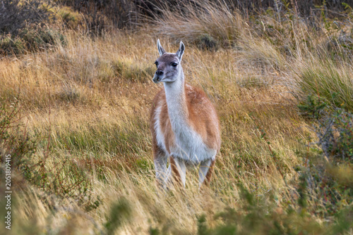 Canvas Print Guanaco at torres del paine