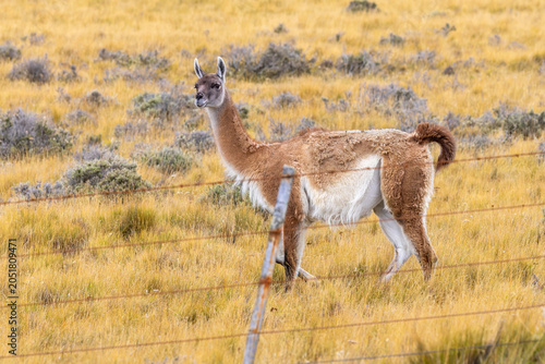Guanaco  
