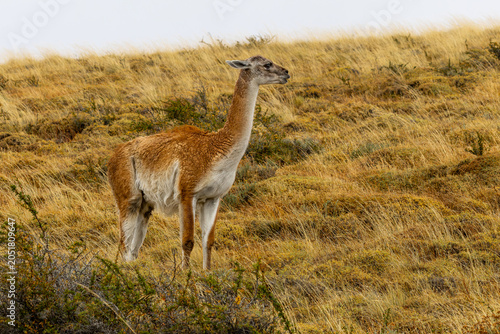 Guanaco in the grass