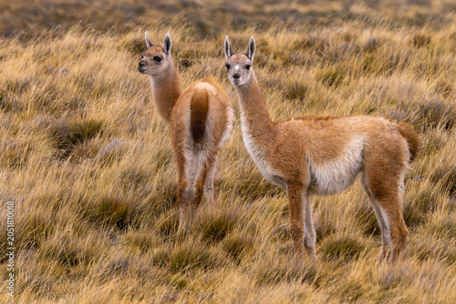 Lama guanicoe, Chile 2026 