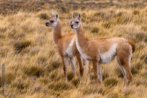 Some guanacos at Tierra del Fuego 