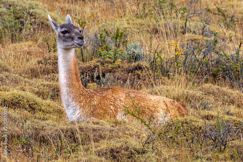 Guanaco standing in the grass