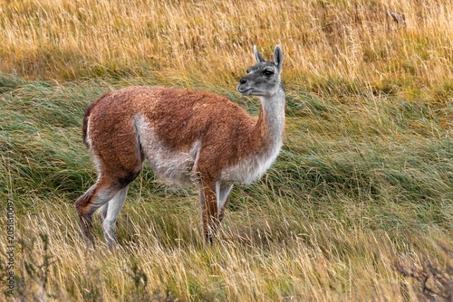 Guanaco in the grass