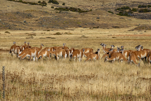 herd of guanacos at Torres del paine, Chile