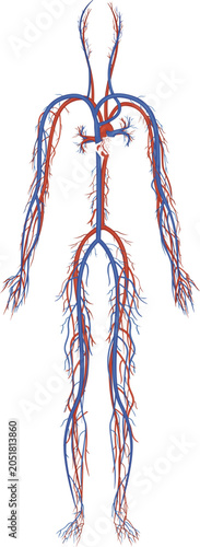 Human circulatory system vector illustration with full body blood vessels cardiovascular anatomy medical diagram design