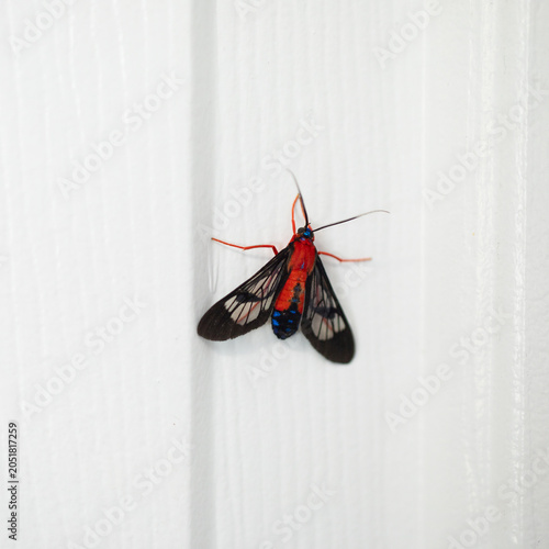 Red Scarlet-Bodied Wasp Moth on a white door in Florida