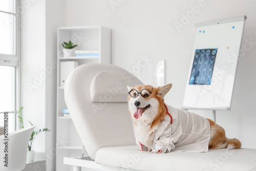 Cute Corgi dog with doctor'...