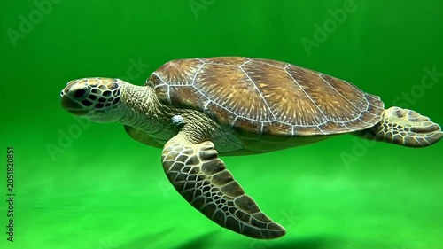 Sea turtle swimming underwater with a green background