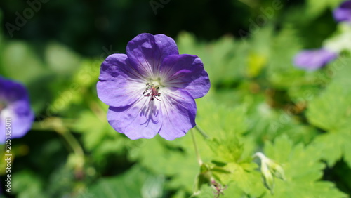 Purple Cranesbill Geranium Flower Close Up