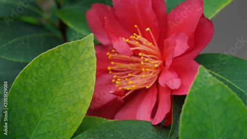 Foto Beautiful Red Camellia Flower in Full Bloom