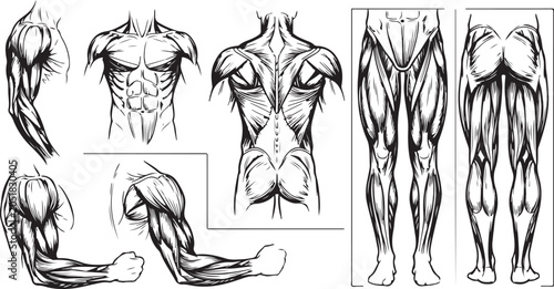 Foto human muscular system anatomy muscles set torso back arm leg vector engraved vin