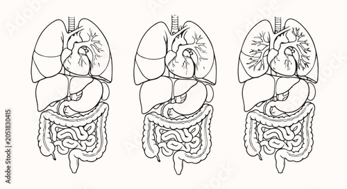 Canvastavla human internal organs anatomy digestive respiratory circulatory system vector il