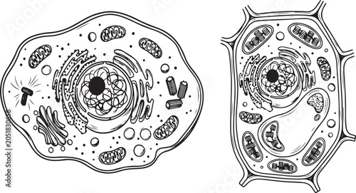Foto animal cell and plant cell anatomy structure cross section vector illustration w