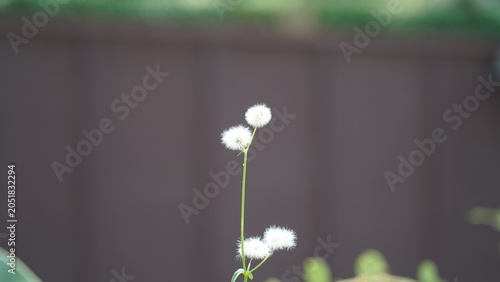 Foto White Flowers Growing in the Garden in Summer Season