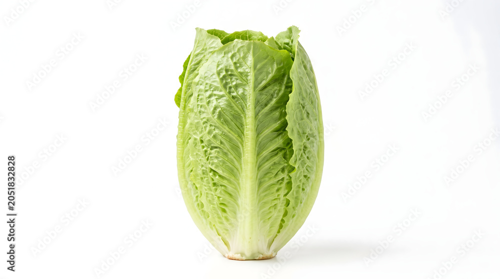 Fototapeta premium Fresh green romaine lettuce head standing isolated on a clean white background