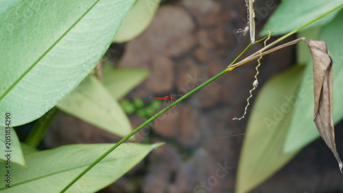 Scarlet Dragonfly Resting on a Stem in Lush Greenery