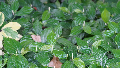 Lizard's Tail Blooming Ground Cover Fresh Green Leaves