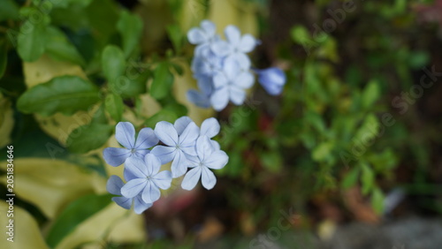 Blue Plumbago Flowers in Bloom Closeup