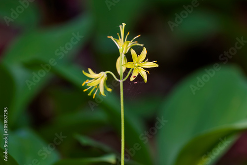 A Bluebead lily (Clintonia borealis) in bloom in spring (Quebec, Canada)