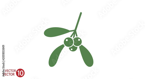 Photos Mistletoe Leaves and Berries Closeup.