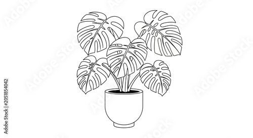 Monstera deliciosa houseplant in modern pot line art