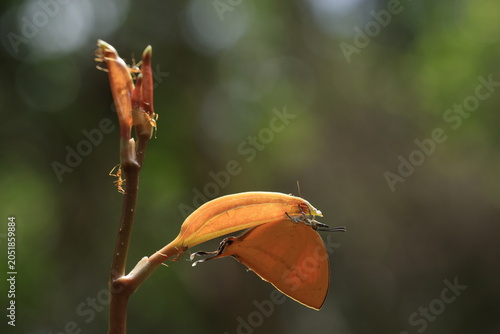 Fényképezés Common Yamfly (Loxura atymnus) , is famous for consuming nectar secreted from the extrafloral nectaries stimulated by the ants