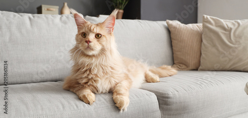 Cute beige Maine Coon cat l...