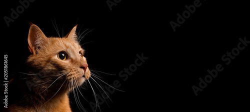 Curious ginger cat headshot...