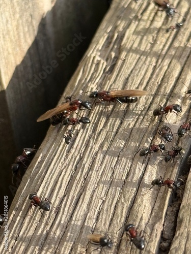 Camponotus novaeboracensis ants swarm, Quebec, Canada