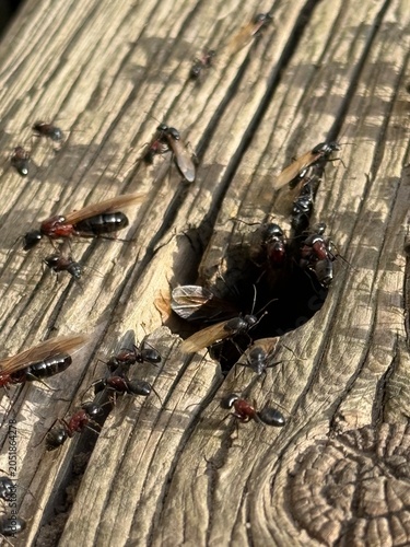 Camponotus novaeboracensis ants swarm, Quebec, Canada