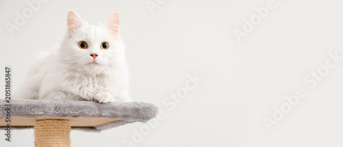 Canvastavla Cute white cat lying on scratching post against light background