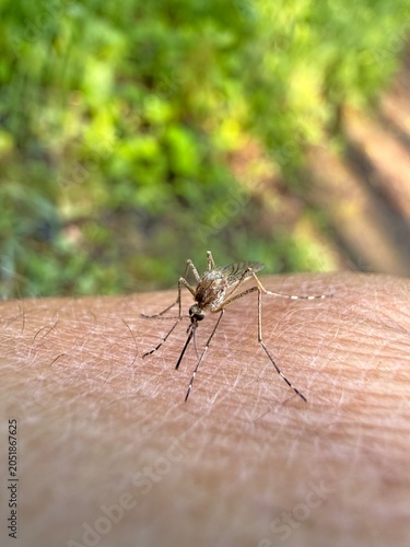 mosquito sucking blood macro shot