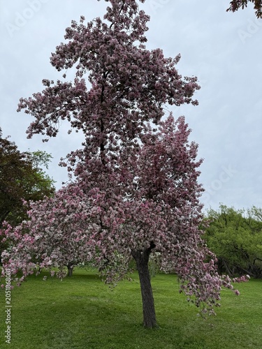 Malus 'Brandywine' (botanically known as Malus × 'Branzam')