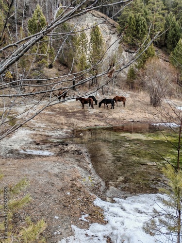 Early spring, a herd of horses is grazing near a melted lake. Arshan, Buryatia.