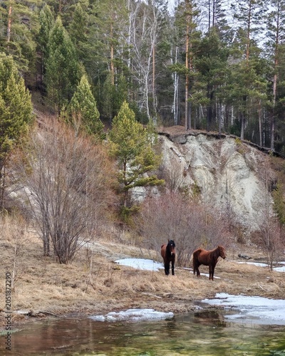 Early spring, a herd of horses is grazing near a melted lake. Arshan, Buryatia.