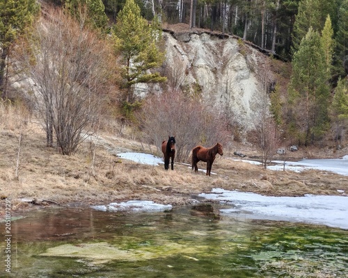 Early spring, a herd of horses is grazing near a melted lake. Arshan, Buryatia.