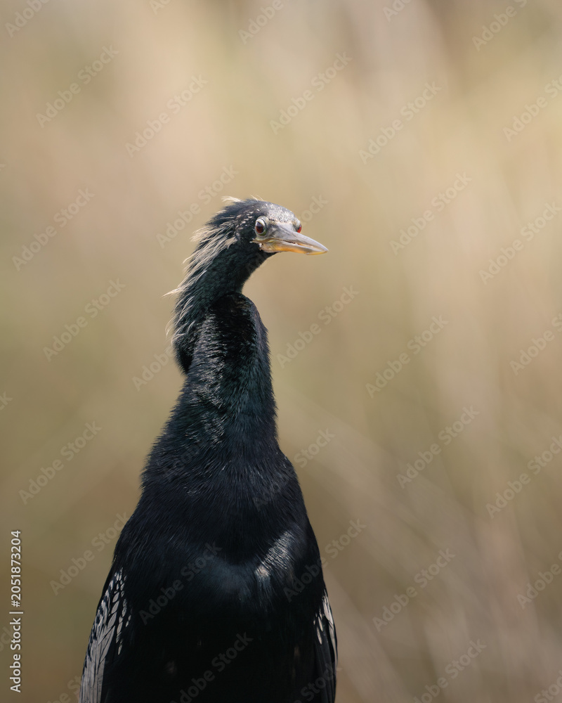 Fototapeta premium A close-up wildlife portrait of a black waterbird in its natural habitat. Captured in soft natural light with a clean background
