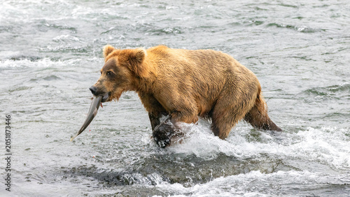 Tableau sur toile Kodiak brown bear [ursus arctos] with salmon fish in mouth at Brooks Falls in Ka