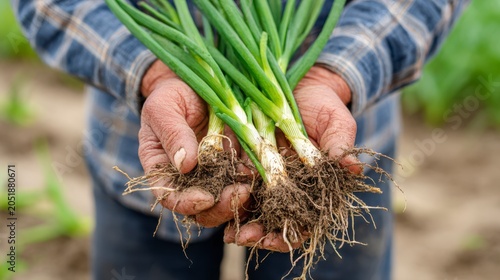 Freshly Harvested Green Onions: Hands Holding Vibrant, Healthy Plants with Rich Soil Roots Exposed in a Lush Agricultural Field Context