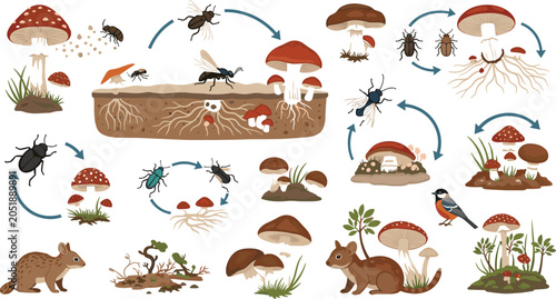 Tableau sur toile Mushroom ecosystem and insect mycophagy lifecycle infographics set featuring fun