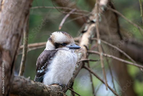 Fotografie baby kookaburra