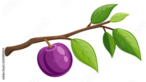 A single ripe plum hanging from a branch with green leaves fruit tree fruit illustration fruit drawing fruit vector fruit art fruit image fruit picture fruit photography