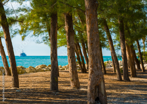 Vertical pine tree trunks create the natural frame for the tropical ocean water horizon along the rocky Key West coast beach.