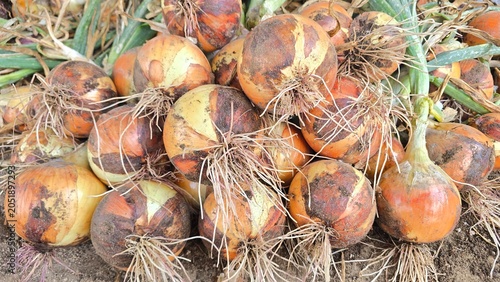 Onions harvested from the field