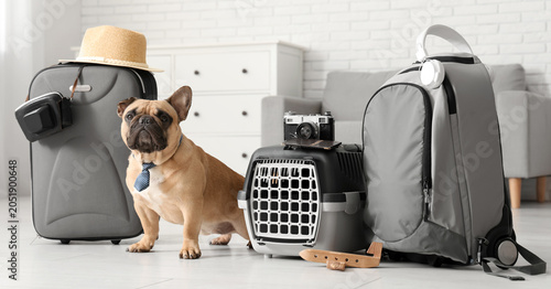 Photos Cute French bulldog with tie, pet carrier, travelling accessories and suitcase a