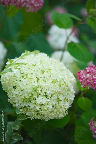 pink and white hydrangea