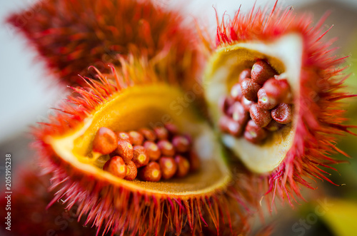 Open annatto pods with seeds in selective focus macro view